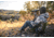 Vortex Viper HD 11-33x50 Spotting Scope Straight, Green, VPR-50S