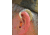 Walkers Digital HD Power Elite Game Ear 50dB AFT Hearing Amplifier, 29 db NRR, Tan, WGE-XGE4B