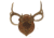 Walnut Hollow Deluxe Antler, Display Kit Walnut 40756