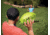 Zume Tozz Football ,Green, Green, OD0001G