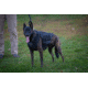 221B Tactical Titan Vest - K-9 Harness w/ Level IIIA K-9 Body Armor, Black, TTNV-WA-BLK