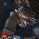 Allen Gun Ready Rail Handgun Magnet, 1 Handgun, Black, Metal, 5648