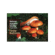 Audubon Pg Mushrooms, Peter Kastaros, Publisher - Random House