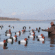 Avery Outdoors 12ft Decoy Gaff 90312