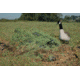 Avery Outdoors KillerWeed Layout Blind Kit,Winter Wheat 47304