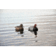 Avery Outdoors PG Redheads, 1/2 dozen, 77130