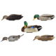 Avian X Mallard Hen Species, Multi-Color, AVX-PSH-MHSF
