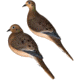 Avian X AXP Full Body Dove Decoys