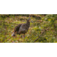 Avian X HDR Hen Decoy, Synthetic, AVXAVX8106