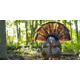 Avian X HDR Strutter Decoy, Synthetic, AVXAVX8108