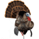 Avian X HDR Strutter Decoy, Synthetic, AVXAVX8108
