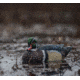 Avian X Top Flight Duck Decoy, Wood Duck Floater 6 pk., 8083, AVX-AVX8083