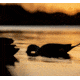 Avian X Topflight Pintails Decoy, AVX-AVX8082