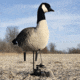 Avian X X-Factor Decoy Motion System, Black, AVX-XFDMS