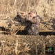Banded Axe Blind Camo Skin - Cattail - Regular, B08696