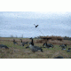 Banded Axe Combo Boat/Shore Blind - Regular, B08691