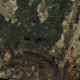 Browning Eta-Fm Gore-Tex Pant - Mens, A-TACS TD-X, 8 Liters, 302851328L
