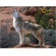 Caldwell The Natural Series Shooting Target Kit - Coyote w/Replacement Vitals &amp; Sight-ins 800345 