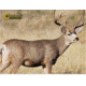 Caldwell The Natural Series Shooting Target Kit - Mule Deer w/Replacement Vitals &amp; Sight-ins 800123