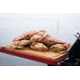 Camp Chef Folding Side Shelves, 2-pack, Fits Most 14in Stoves, Red, LS60P
