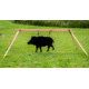 CTS Targets Wild Boar, 28in H x 43in L, 65lb, Steel, NSN N CTS-BOAR-56