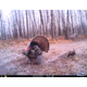 Cuddeback C2 Long Range Video Camera 20 MP Brown