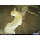 Sample Image Captured by Cuddeback Digital Scouting Camera 1125