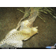 Sample Image Captured by Cuddeback Digital Scouting Camera 1125