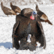 Dave Smith Decoys 3/4 Strut Jake Decoy