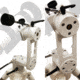 Explore Scientific Twilight I Adjustable Head Mount and Tripod MAZ01-00