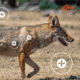 EZ-Aim Allen Paper Four Color Coyote Target, 25X35, 15284