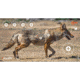 EZ-Aim Splash Non-Adhesive Coyote Target, Green, 13X24, 15266