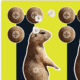 EZ-Aim Splash Non-Adhesive Prairie Dog Target, Green, 8X8, 15264
