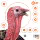 EZ-Aim Turkey Target, 6-Pk, 12X12, 15322