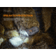 Fenix E03 R Keychain Flashlight, E03RKCGY