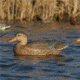 Greenhead Gear Over-Size Duck Decoy,Mallards,1/2 Dozen 73013