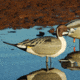 Greenhead Gear Over-Size Duck Decoy,Pintail Full Body Active 4-pack 70826