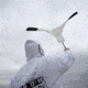 Hard Core Rain Maker - Snow Goose Flag, 02-100-0005