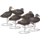 Hard Core Rugged FB Black Duck Touchdown, 6-pack, 01-200-0019