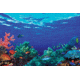 iCanvas Underwater Coral Reef Community by Panoramic Images Canvas Print, Multi, 18x12 PIM10565-1PC3-18x12