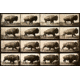 iCanvas Buffalo Running, Animal Locomotion Plate 700 Canvas Print, Multi, 26x18x0.75 PCA459-1PC3-26x18