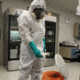 Kimberly Clark Kimtech A5 Cleanroom, Non-Sterile Apparel Coverall, Individually Packed, White, 6XL-8XL, Case of 25, 12915
