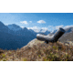 Leica Televid HD 82mm Spotting Scope