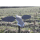 Mojo Elite Series Dove Decoy