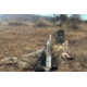 Mojo Triple Threat E-Caller Digital Game Call, Camo, HW2503