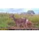 Muddy Matrix Cellular Hunting Trail Camera, 36MP, 1080P, Photo&amp;Video, Cracked Mud Camo, Cracked Mud Camo, MUD-MTRX
