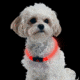 Nite Ize Nite Howl LED Pet Safety Necklace,Red LED NHO-10-R3
