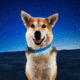 Nite Ize NiteDog Rechargeable LED Collar, Blue/Blue, Large, NDCRL-03-R3