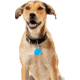 Nite Ize Wearabout Pet Clippable Tracker Holder, Blue - WATP-03T-R6