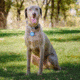 Nite Ize Wearabout Pet Clippable Tracker Holder, Blue - WATP-03T-R6